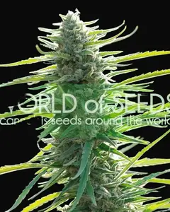 Colombian Gold