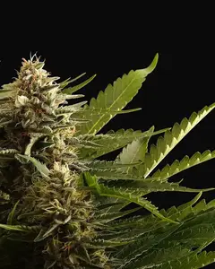 Colombian Jack