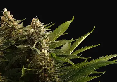 Colombian Jack