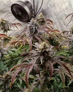 CommandO'z Auto