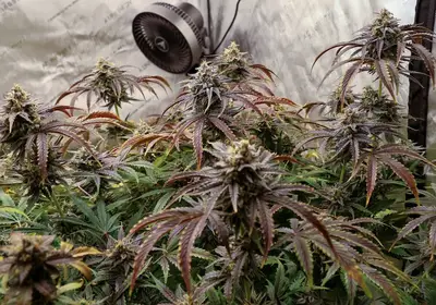 CommandO'z Auto
