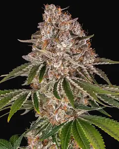 Cookie Casket