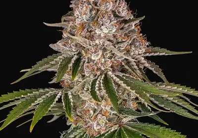 Cookie Casket