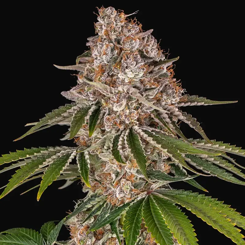 Cookie Casket