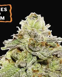 Cookies and Cream Auto