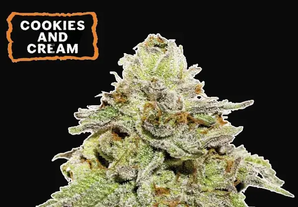 Cookies and Cream Auto