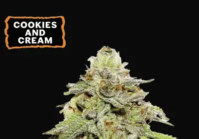 Cookies and Cream