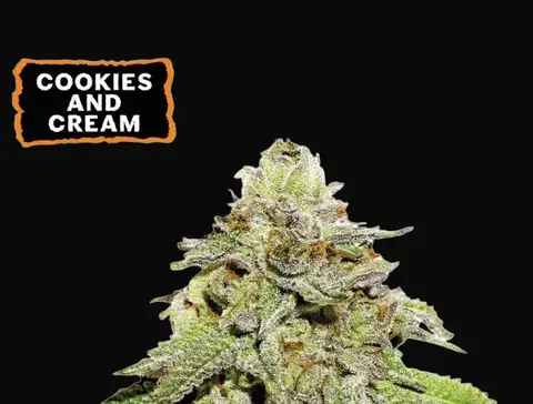 Cookies and Cream
