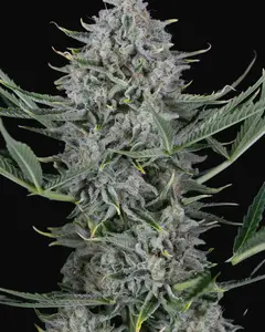 Cookies Autoflowering