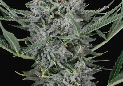 Cookies Autoflowering