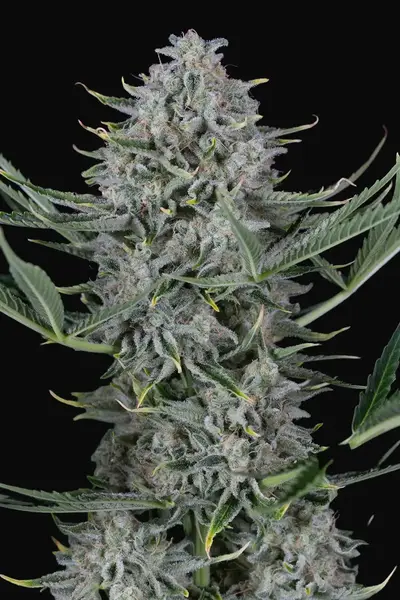 Cookies Autoflowering