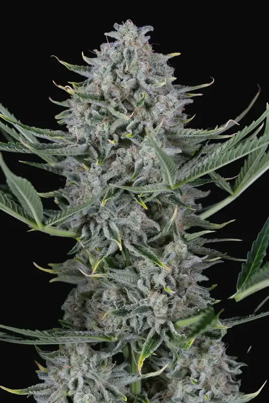 Cookies Autoflowering