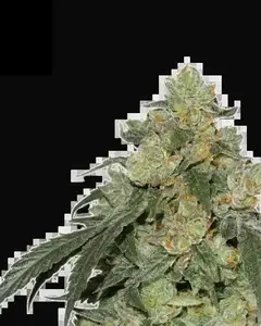 Cookies Fast