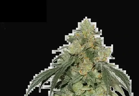 Cookies Fast