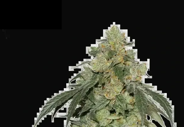 Cookies Fast