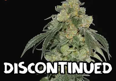 Cookies Fast