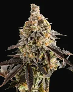 Cookies Gelato Auto