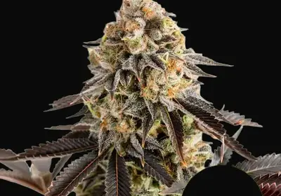 Cookies Gelato Auto
