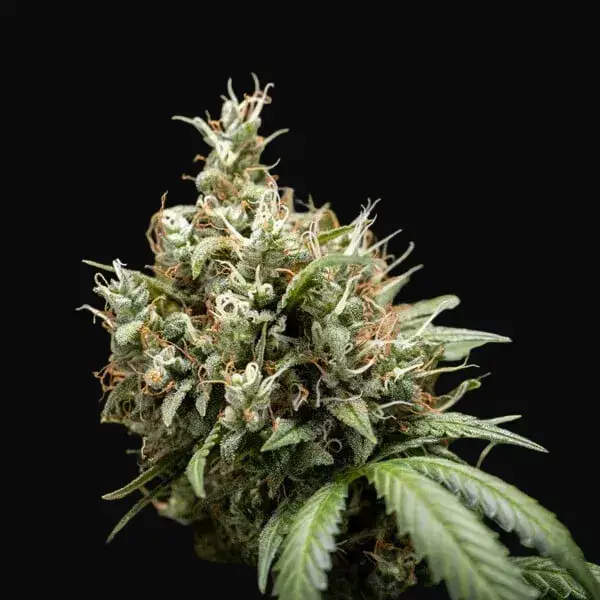 Cookies Gelato Auto — zdjęcie 6