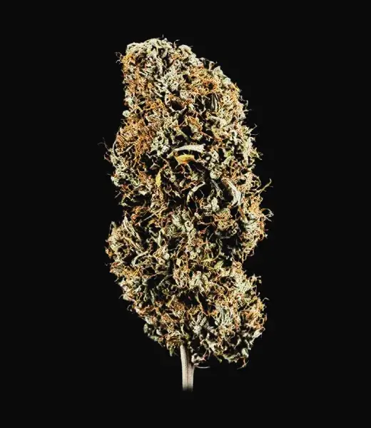 Cookies Gelato Auto — zdjęcie 2