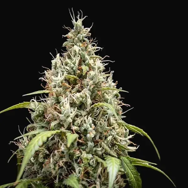 Cookies Gelato Auto — zdjęcie 4