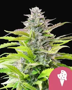 Cookies Gelato