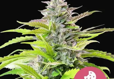 Cookies Gelato