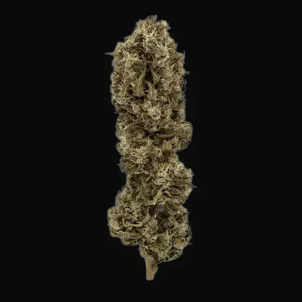 Cookies Gelato — zdjęcie 7