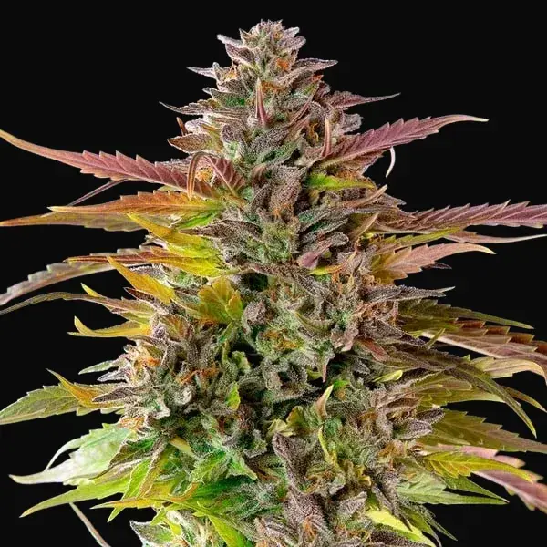 Cookies Gelato — zdjęcie 8