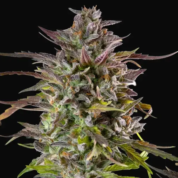 Cookies Gelato — zdjęcie 3