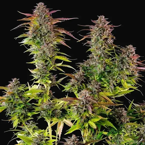 Cookies Gelato — zdjęcie 4