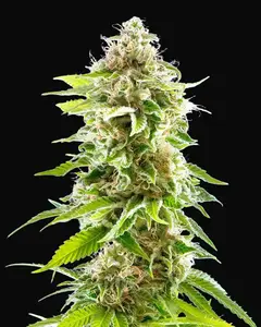 Cookies Haze