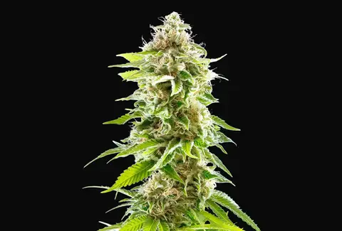 Cookies Haze