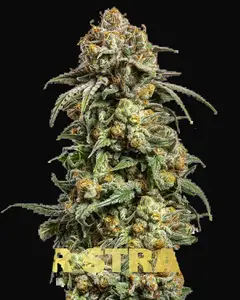 Cookies Krush