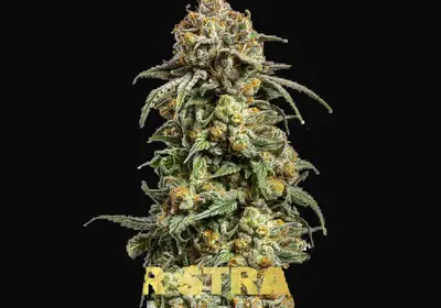 Cookies Krush