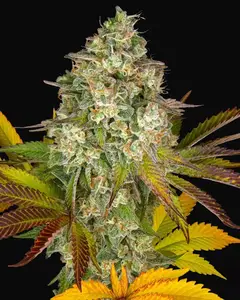 Cookies Kush Auto