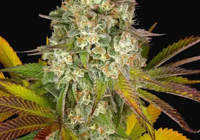 Cookies Kush Auto