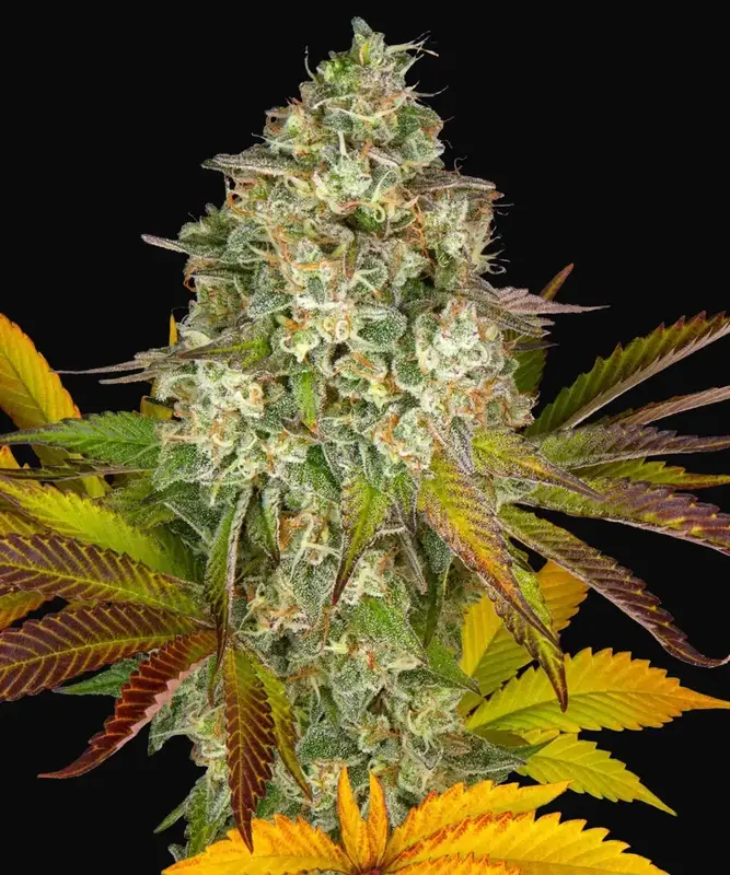 Cookies Kush Auto