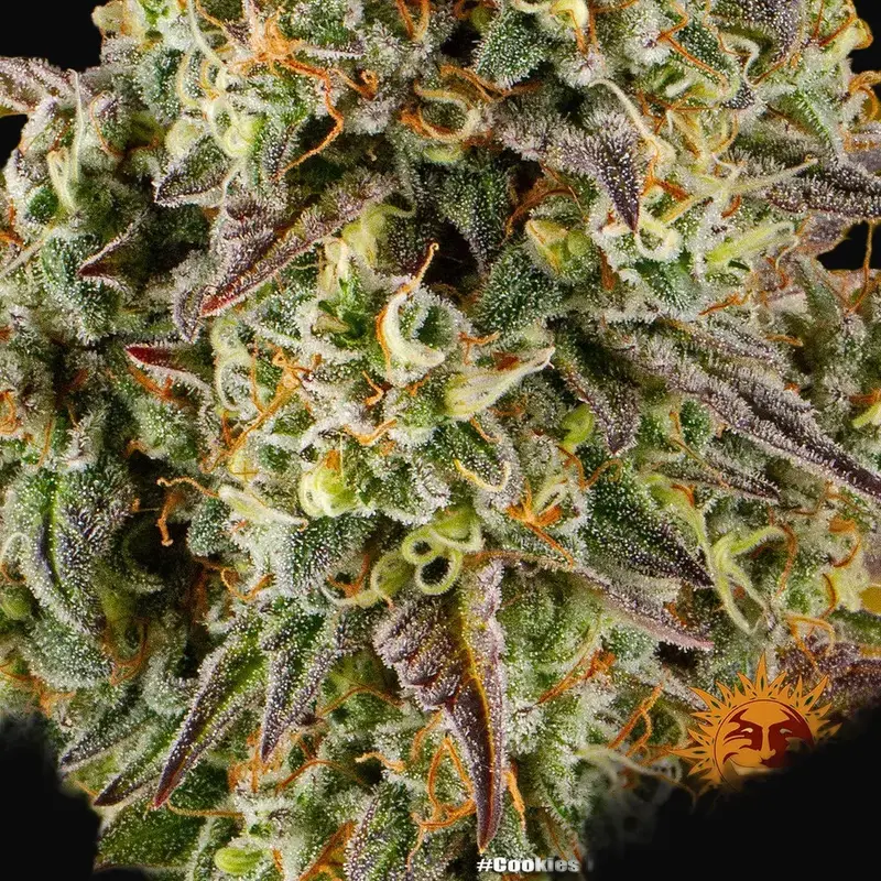 Cookies Kush Auto — zdjęcie 3