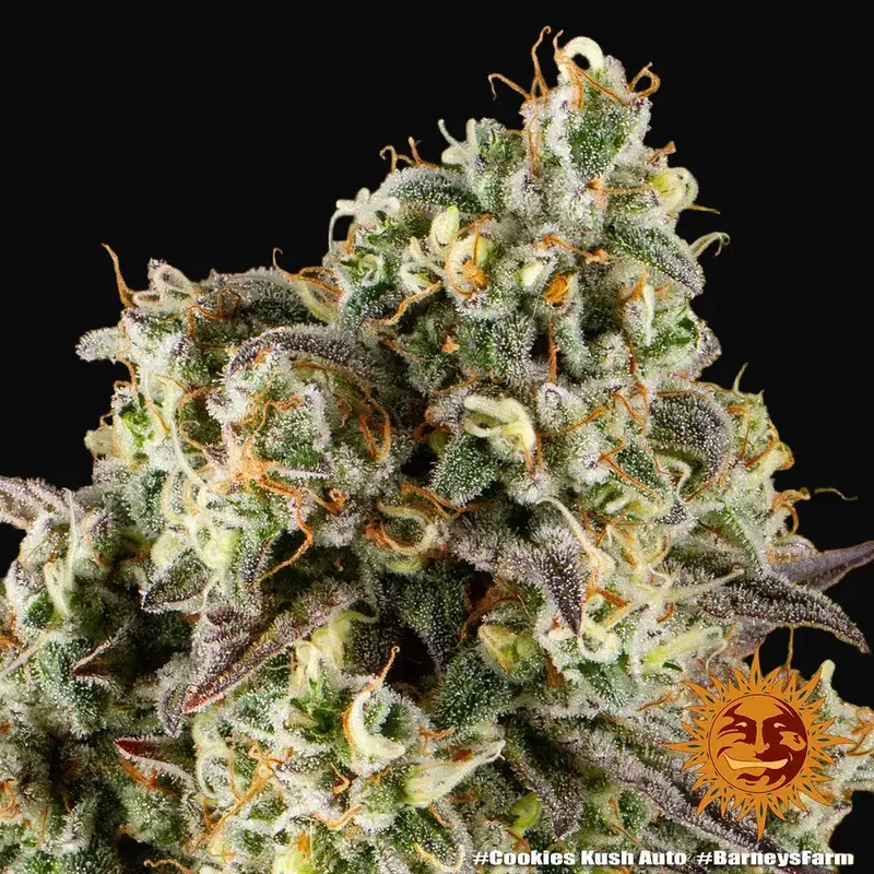 Cookies Kush Auto — zdjęcie 5