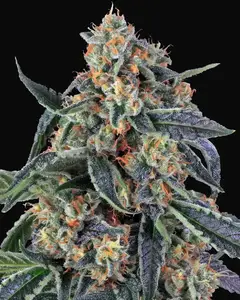 Cookies Kush