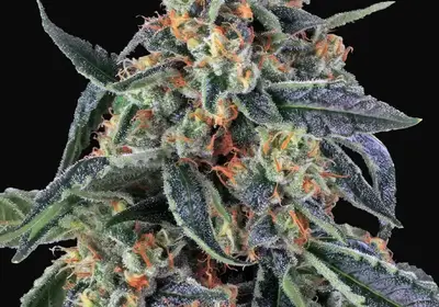 Cookies Kush