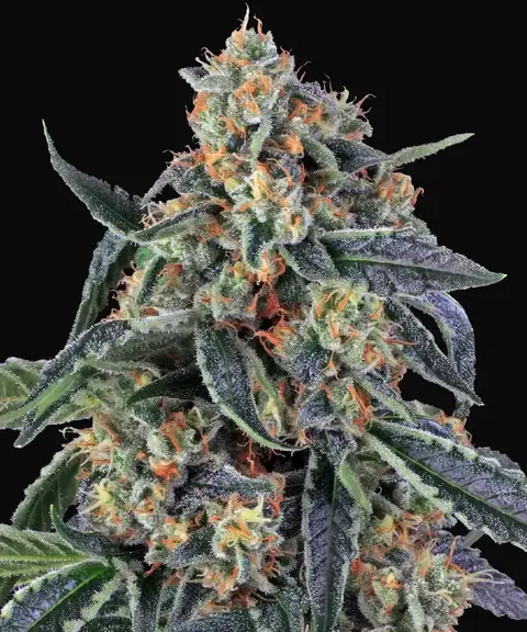 Cookies Kush