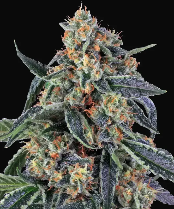 Cookies Kush