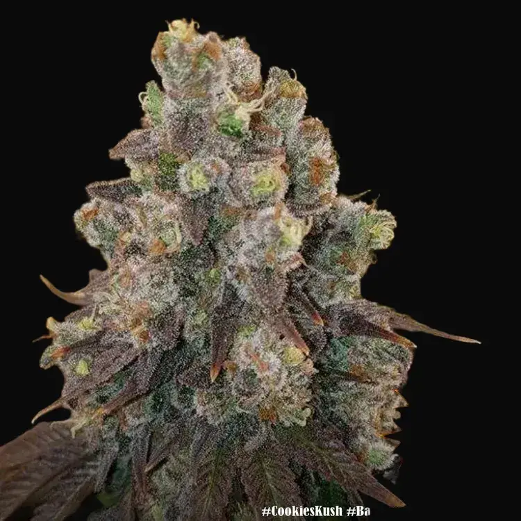 Cookies Kush — zdjęcie 5