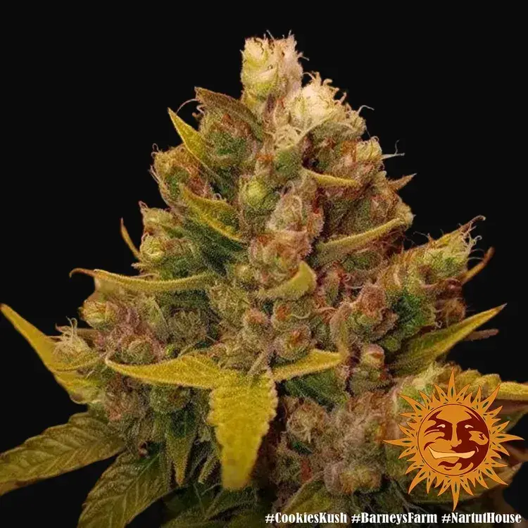 Cookies Kush — zdjęcie 3