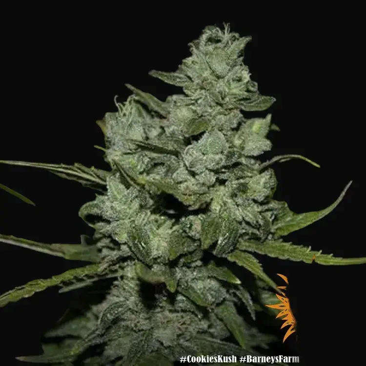 Cookies Kush — zdjęcie 4