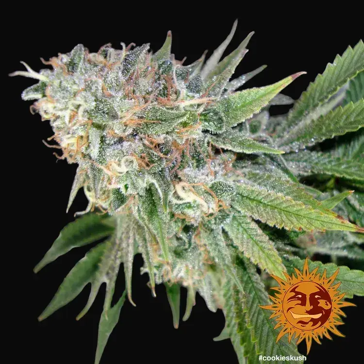Cookies Kush — zdjęcie 2