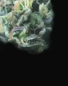 Cookies USA Auto
