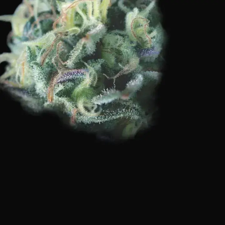 Cookies USA Auto